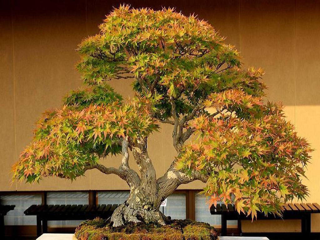 149 BONZAI A MAULEVRIER 2016_000023.jpg